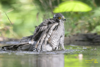 Sparrowhawk