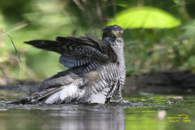 Sparrowhawk