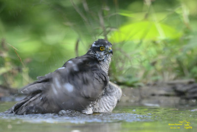 Sparrowhawk