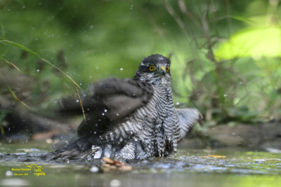 Sparrowhawk