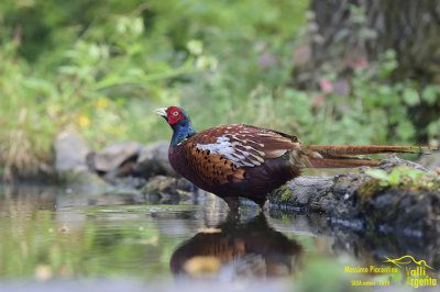 Pheasant