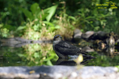 Sparrowhawk