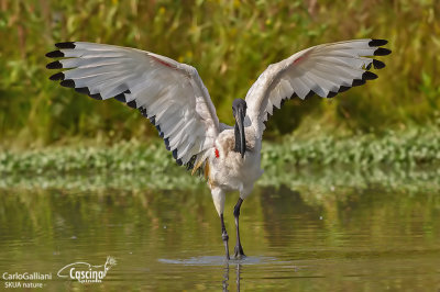 Sacred Ibis