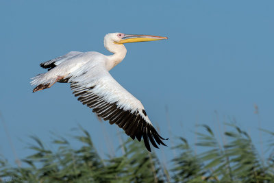 Great White Pelican