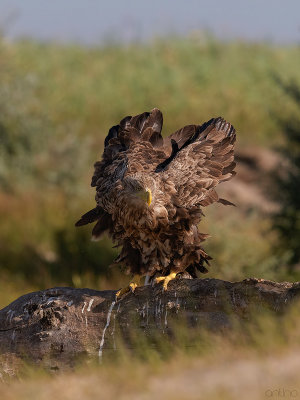 White-tailed Eagle