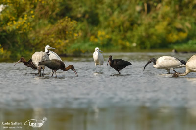 Glossy ibis & Sacred Ibis & Little Egret