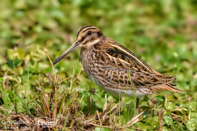  Jack Snipe