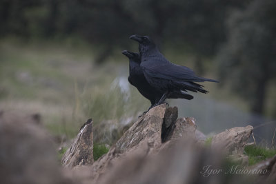  Raven 