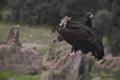 Black Vulture 