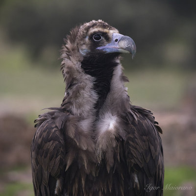 Black Vulture 