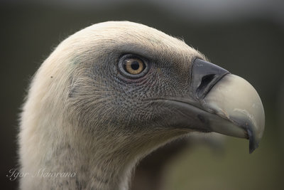 Griffon Vulture