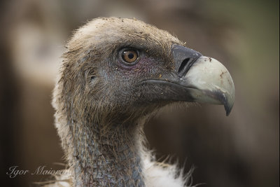 Griffon Vulture