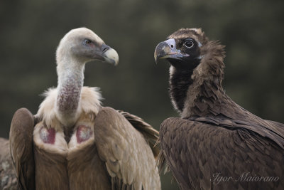 Black Vulture & Griffon Vulture
