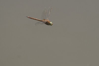 Libellen /Dragonflies