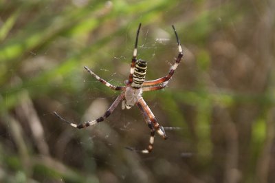 Spinnen / Spiders