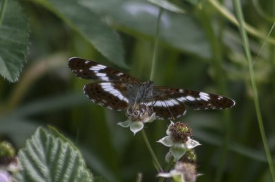Kleine IJsvogelvlinder