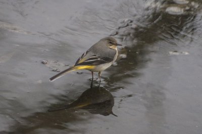Grote Gele Kwikstaart