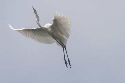 Grote Zilverreiger