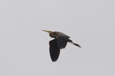 Purperreiger