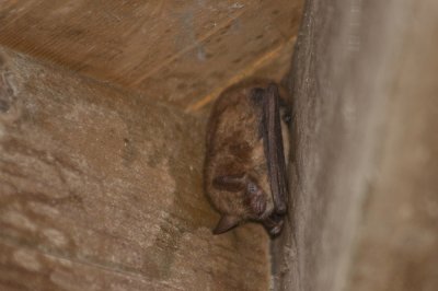 Vleermuizen / Bats