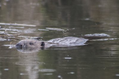 Bever