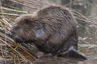 Bever 