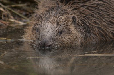 Bever