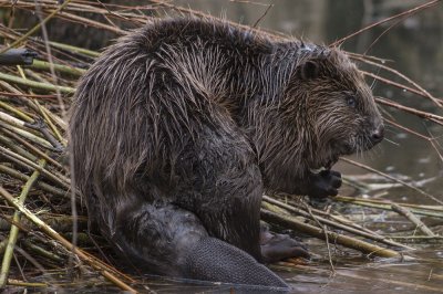 Bever