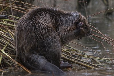 Bever