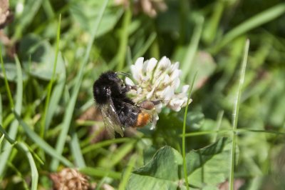 Steenhommel