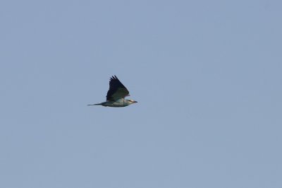 Scharrelaar / European Roller