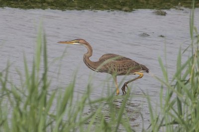 Purperreiger