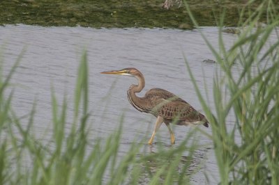 Purperreiger