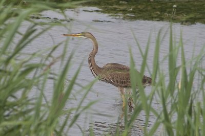 Purperreiger