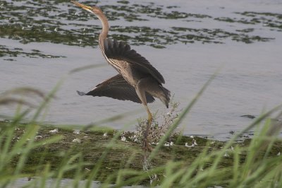 Purperreiger