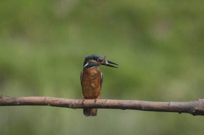 IJsvogel / Kingfisher