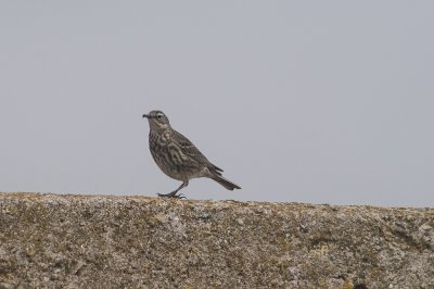 Piepers / Pipits