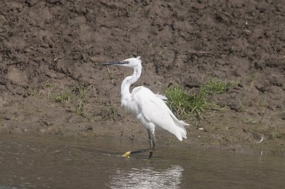 Kleine Zilverreiger