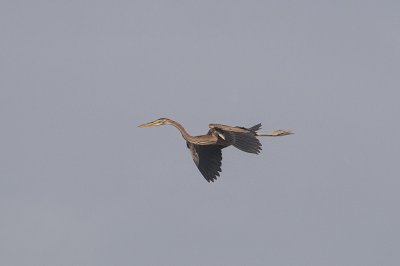 Purperreiger