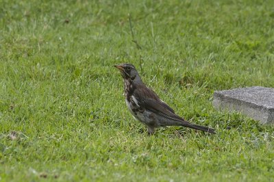 Lijsters / Thrushes