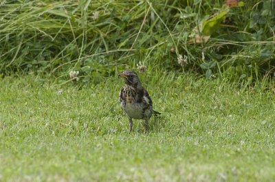Kramsvogel