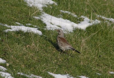 Kramsvogel
