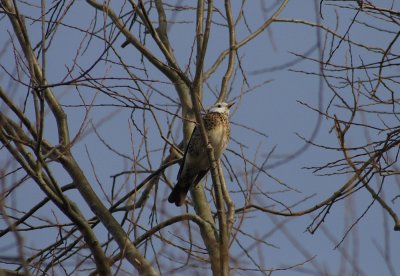 Kramsvogel