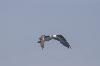 Jan van Genten / Gannets