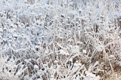 Tuusulanjärvi-19.jpg