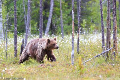 Bears in Finland