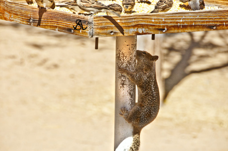 Squirrel Proof Bird feeder 