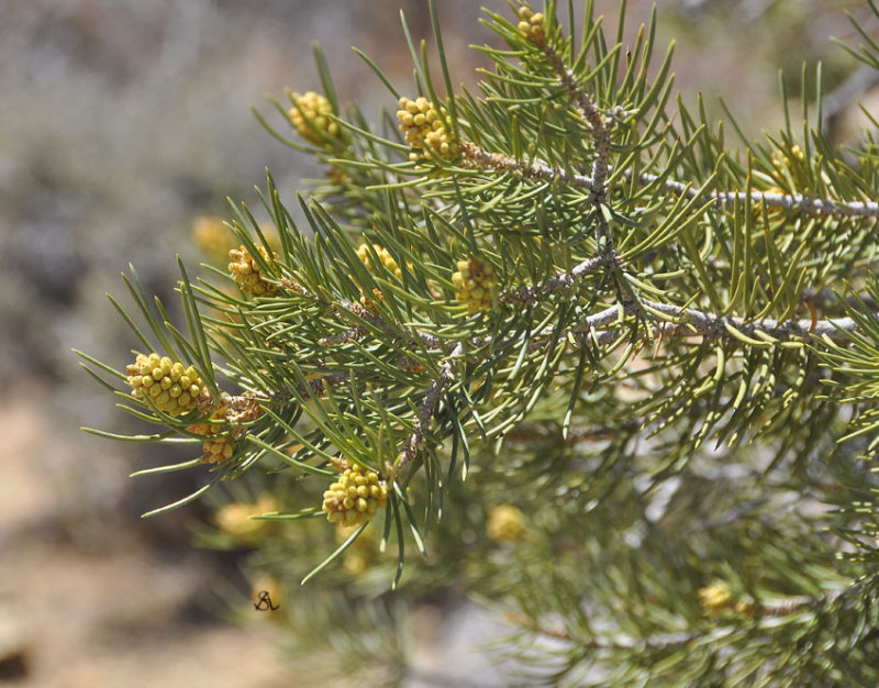 Little Yellow Pine Cones