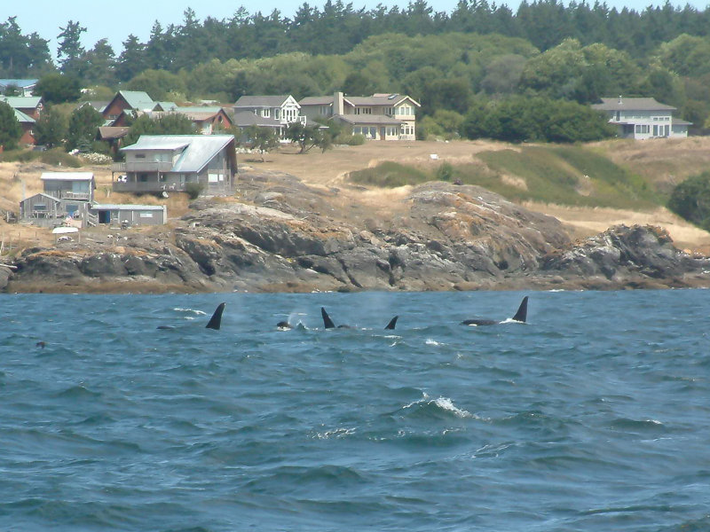 Whales-19.jpg