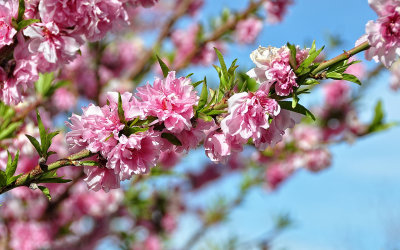 Blossom1r.jpg